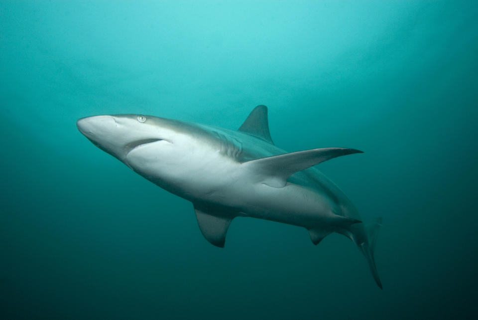 A blacktip shark is pictured swimming in the Indian Ocean.