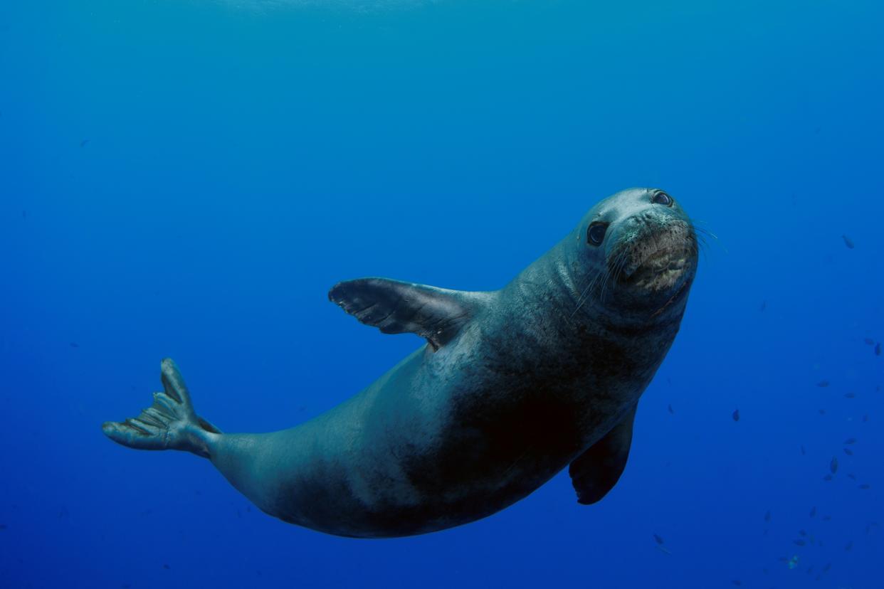 A Hawaiian monk seal is seen underwater.