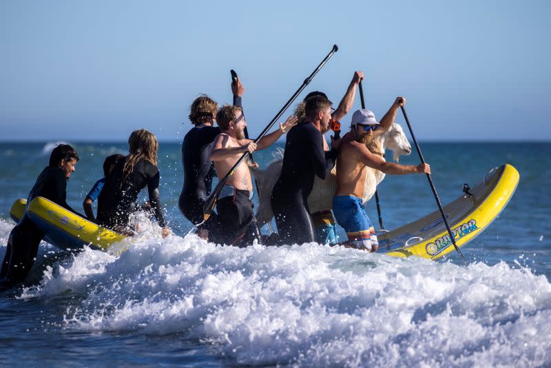 McGregor paddles out into the surf with friends, kids and his surfing goat Pismo in San Clemente