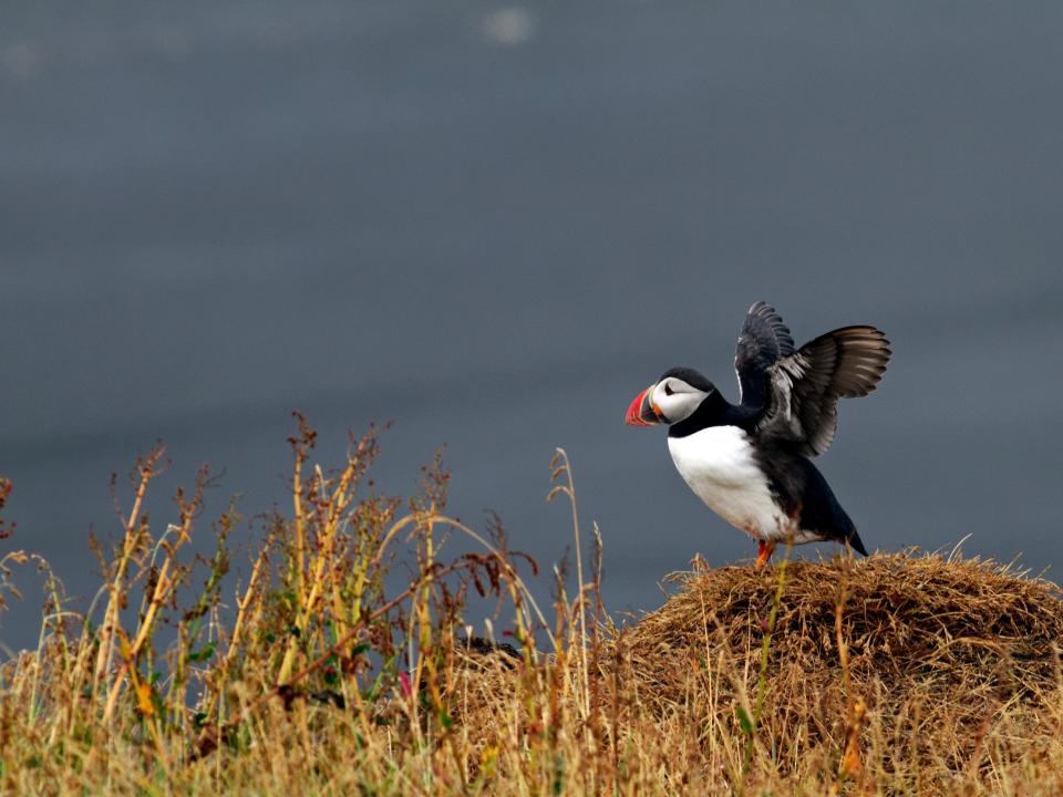 A puffin flaps its wings.