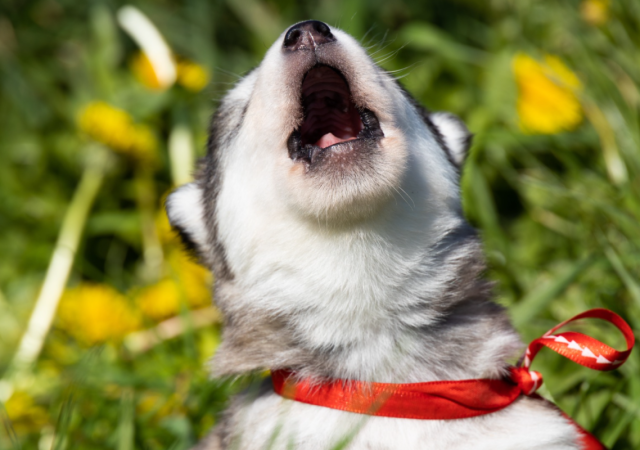 Adorable Pomsky Puppy Decides to Practice Her Voice at the Crack of Dawn