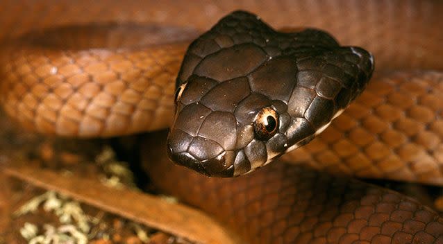 A Lake Cronin snake, native to WA. File pic. Source: AAP