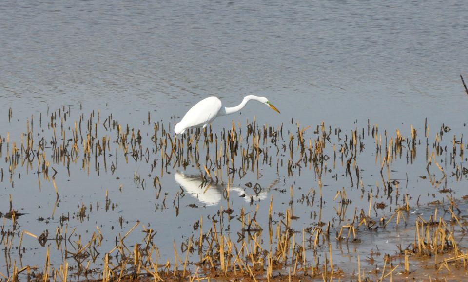 A great egret hunts for food at Bombay Hook National Wildlife Refuge east of Smyrna April 5, 2023.