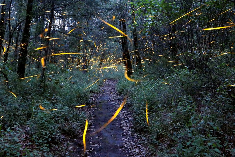 fireflies forest mexico