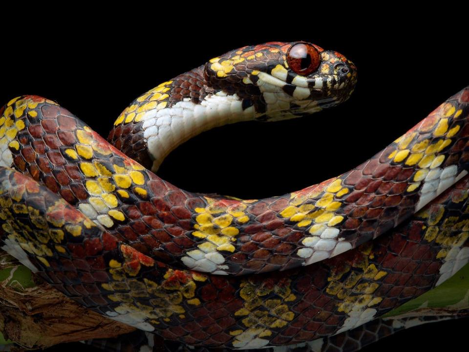 A yellow and brown snake with dull red eyes wrapped around itself