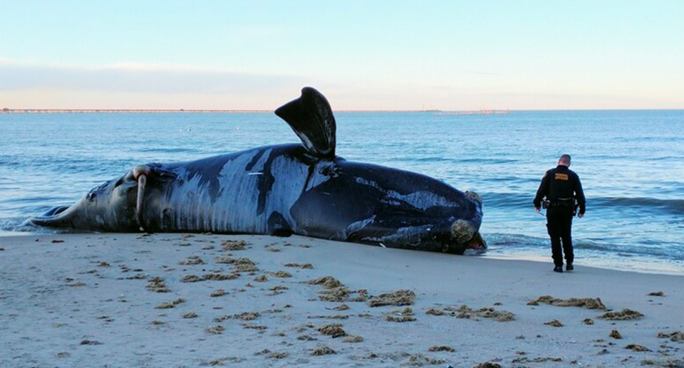 A man walking up to a dead North Atlantic right whale on Virginia Beach.