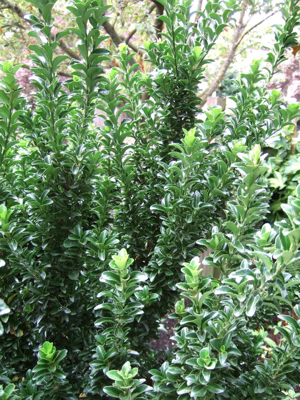 Block wind, buffer noise, or create private outdoor living spaces with a hedge. Determine the type of plant that best suits your needs; these top hedge picks make your choice easy.