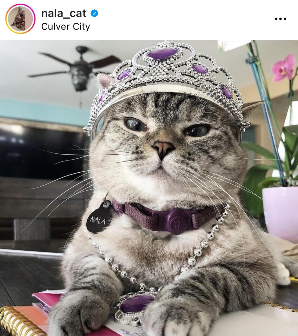 Nala: la gata más famosa en todo Instagram