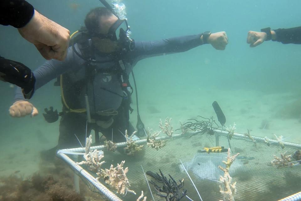 In this frame from video, PADI Course Director Amr Anwar fist bumps divers after replanting coral in Dubai, United Arab Emirates, June 4, 2023. Anwar is in the process of creating a certified coral restoration course that teaches divers how to collect and re-plant corals that have fallen after being knocked off by divers' fins or a boat's anchor. (AP Photo/Malak Harb)