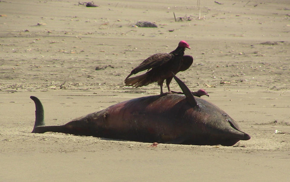 A dolphin carcass lies on the beach at Puerto Eten in Lambayeque, Peru, Saturday, Jan. 4, 2014. More than 400 dead dolphins were found last month on the Pacific Ocean beaches where twice that amount were encountered in 2012, Peruvian officials said Monday. Authorities never established the cause of death in 2012. They are doing autopsies now on the dolphins found in January in the Lambayeque region. (AP Photo/Str))