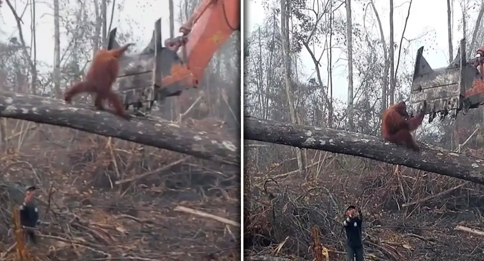 Two images of an oranguatan trying to fight off a bulldozer.