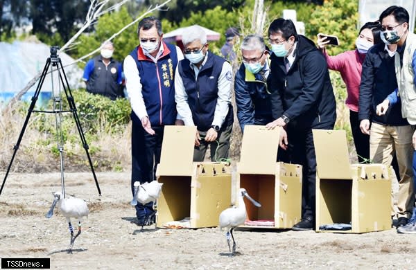 南市長黃偉哲、農業局長謝耀清與野鳥學會共同野放傷癒的黑面琵鷺。（記者李嘉祥攝）