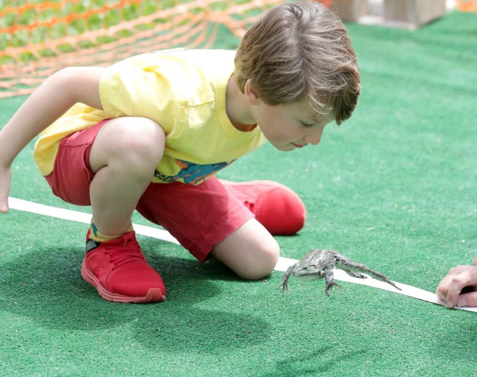 5-year-old Dylan Moreland races a frog Saturday at the Mayor’s Frog Jump at the Come-See-Me Festival.