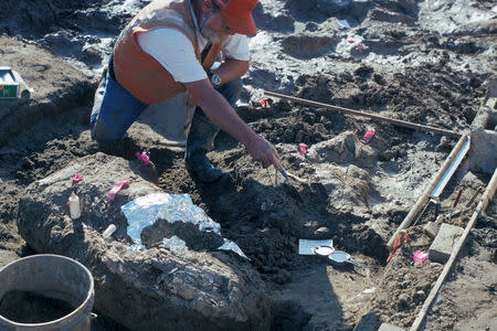 Paleontologist Don Swanson points at rock fragments near a large horizontal mastodon tusk fragment at the San Diego Natural History Museum in San Diego, California, U.S., in this handout photo received April 26, 2017. San Diego Natural History Museum/Handout via REUTERS