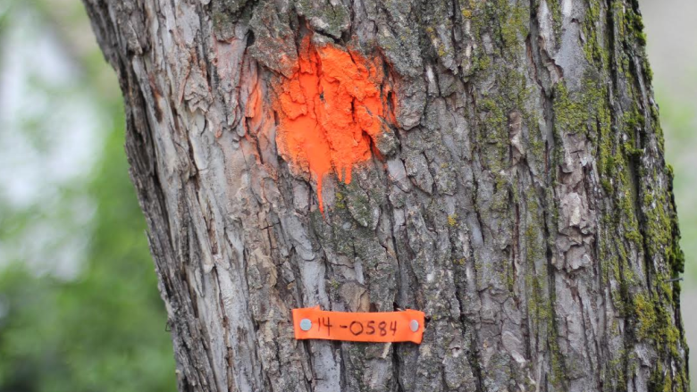 Dutch elm disease battle in Winnipeg gets boost from U of W students