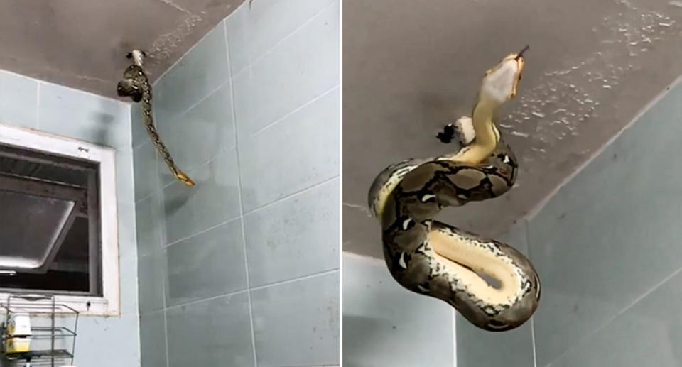 Pictured are two stills from a video showing a python coming out of a bathroom ceiling in Thailand.