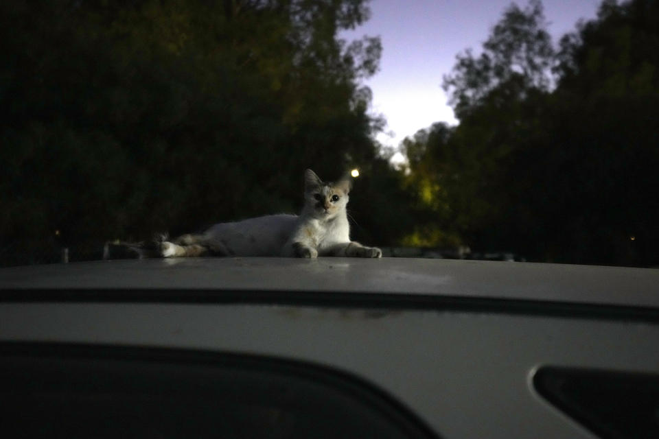 A cat rests on a roof of a car, in the capital Nicosia, Cyprus, Wednesday, July 19, 2023. The head of Cyprus’ veterinarians’ association has dismissed as groundless claims that a lethal mutation of a feline virus has taken the lives of some 300,000 cats, saying they misleadingly depicted the small island nation abroad as a “feline cemetery.” (AP Photo/Petros Karadjias)