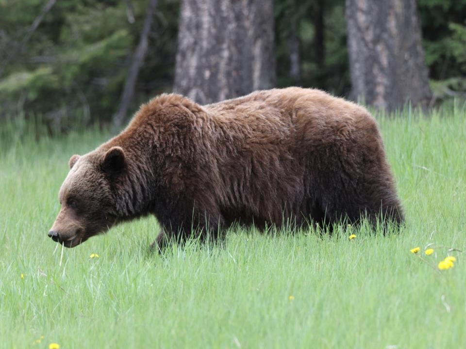 The last time a grizzly bear was seen in the region was in 1996 (Getty Images/iStockphoto)