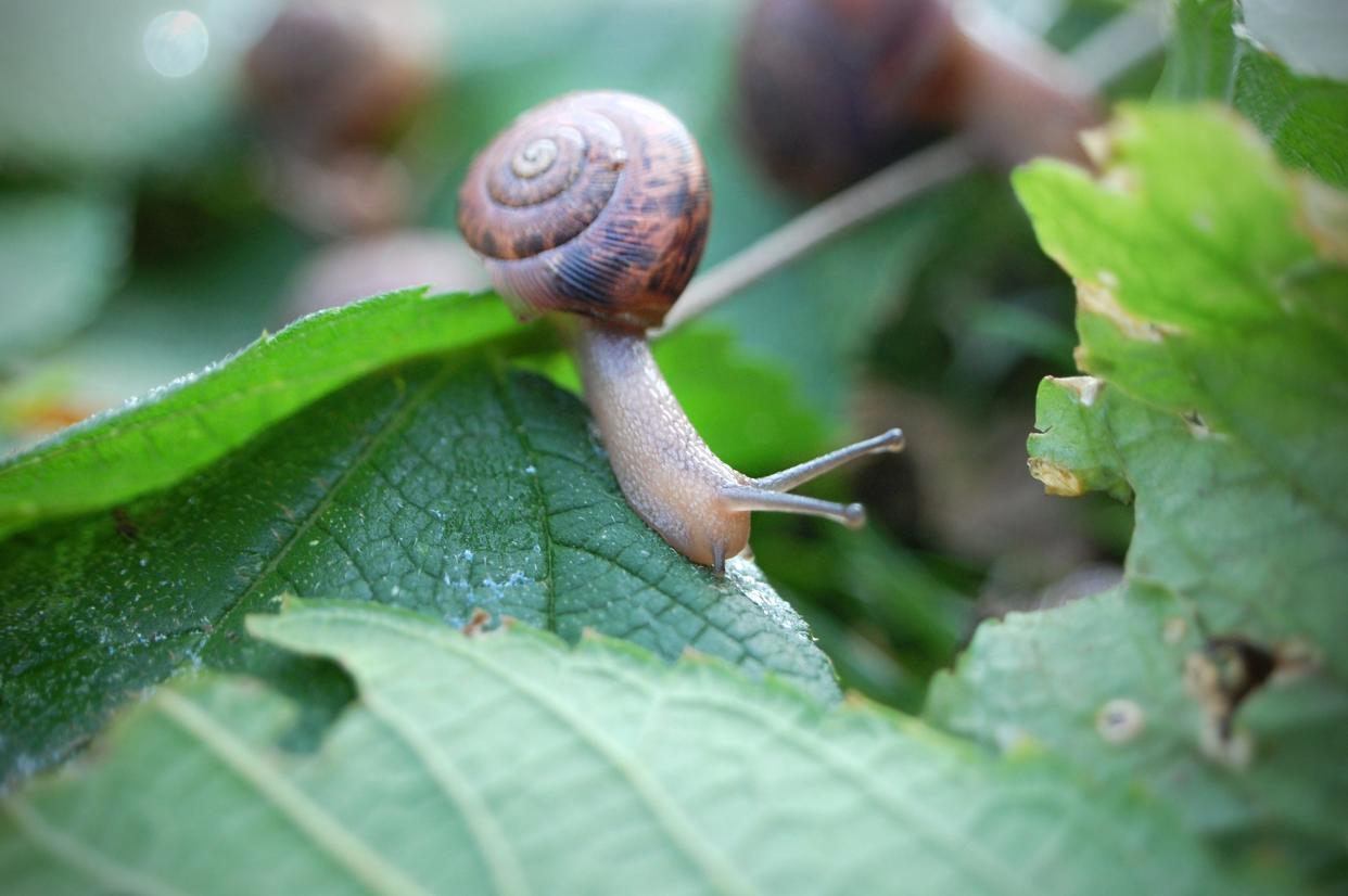 Is the secret to glowing skin found in snail mucin? Plenty of TikTokers seem to think so.