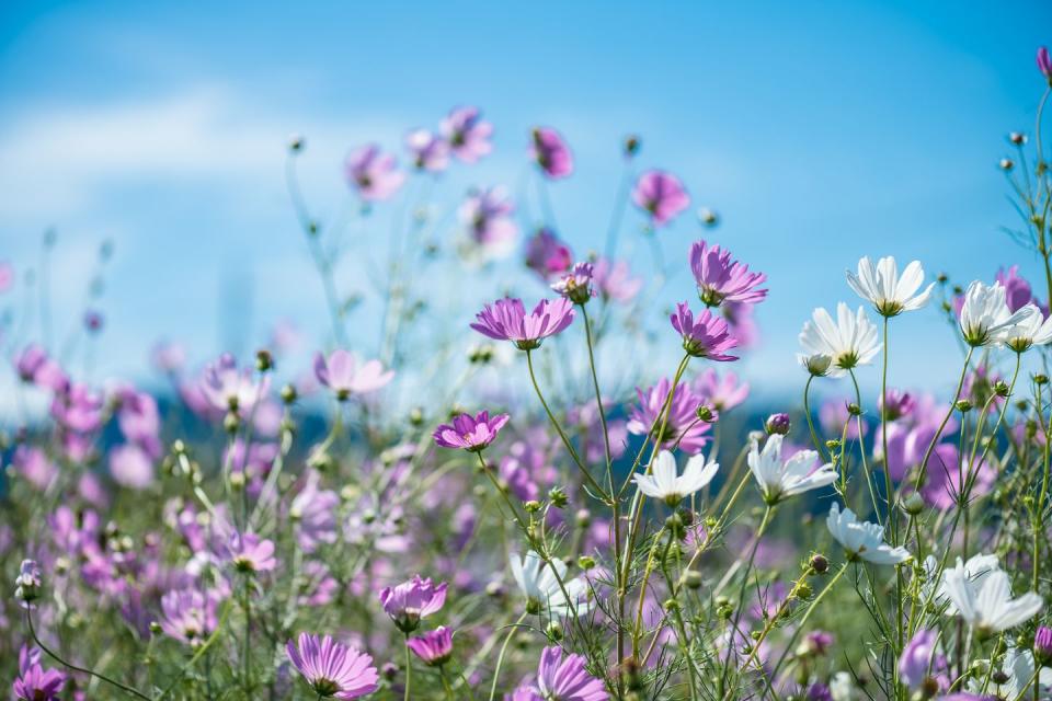 a field of purple flowers