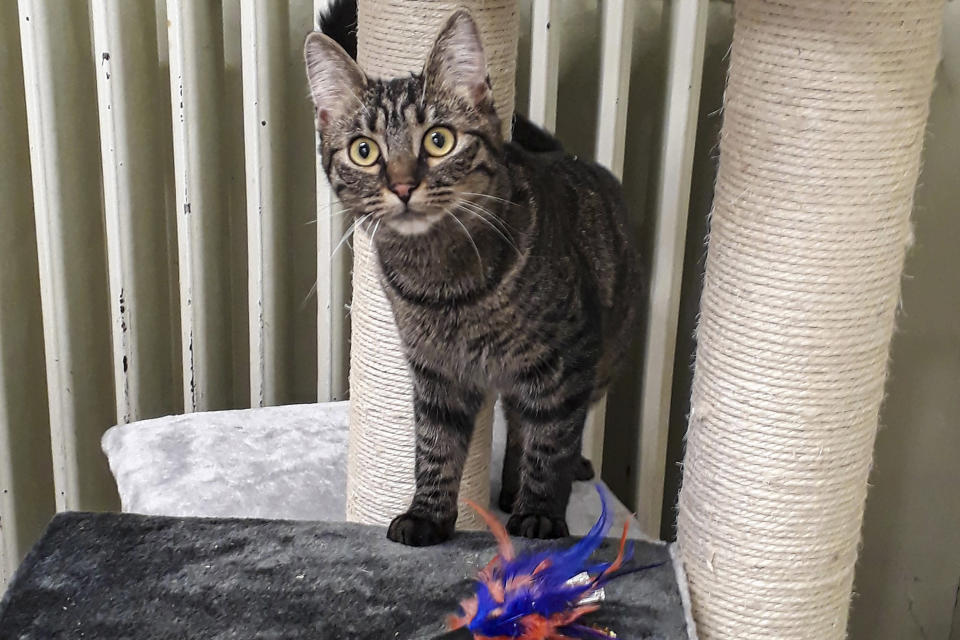 Una fotografía sin fecha proporcionada por Charlotte de Mouzon muestra a un gato; un sujeto de prueba poco sutil y atento en el estudio. (Charlotte de Mouzon vía The New York Times)