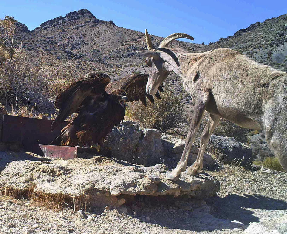 FILE - In this 2012 photo from a U.S. Fish and Wildlife Service motion-activated camera, a golden eagle confronts a desert bighorn sheep at Desert National Wildlife Refuge in Nevada. Despite drought, cities in the U.S. West expect their populations to grow considerably in the coming decades. From Phoenix to Boise, officials are working to ensure they have the resources, infrastructure and housing supply to meet growth projections. In certain parts of the region, their efforts are constrained by the fact that sprawling metro areas are surrounded by land owned by the federal government. U.S. Sen. Catherine Cortez Masto wants to remedy the issue in Las Vegas by strengthening protections for some public lands while approving the sale of others to commercial and residential developers. (U.S. Fish and Wildlife Service via AP, File)