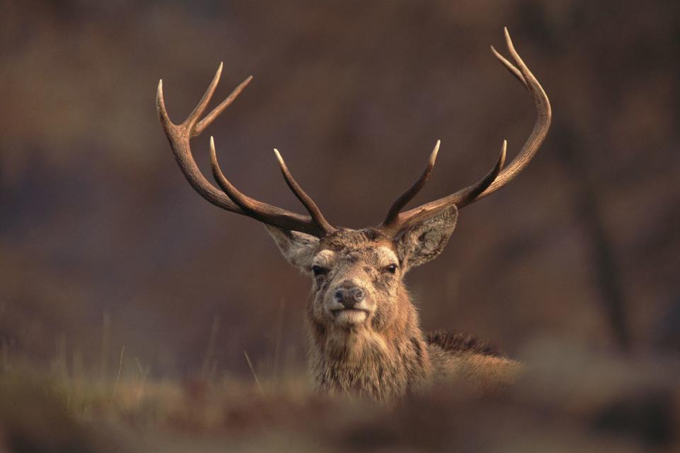 1) See rutting stags in the Highlands