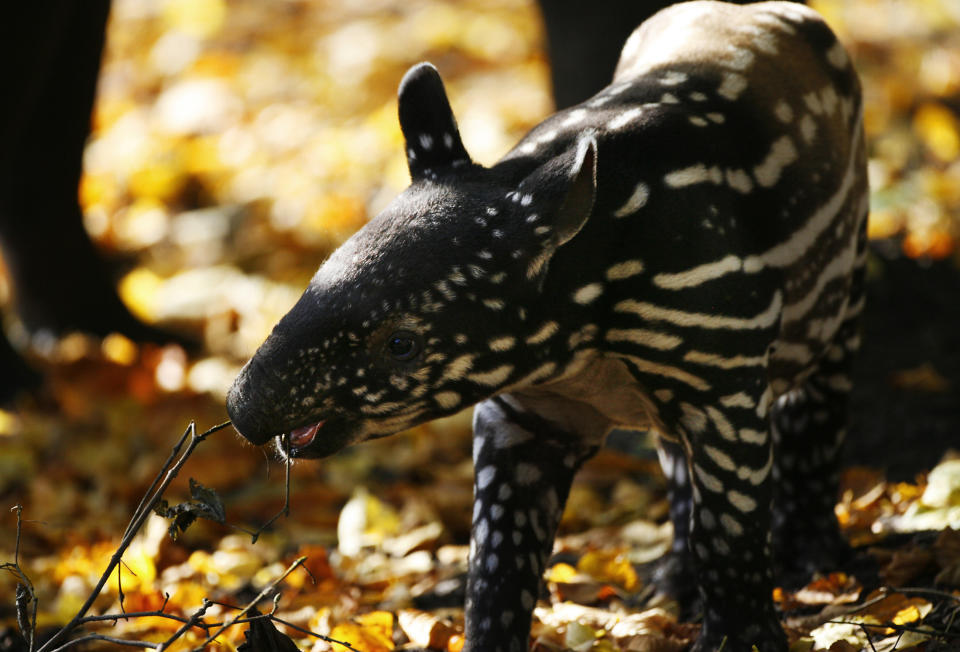 3-Wochen-altes Tapir-Baby