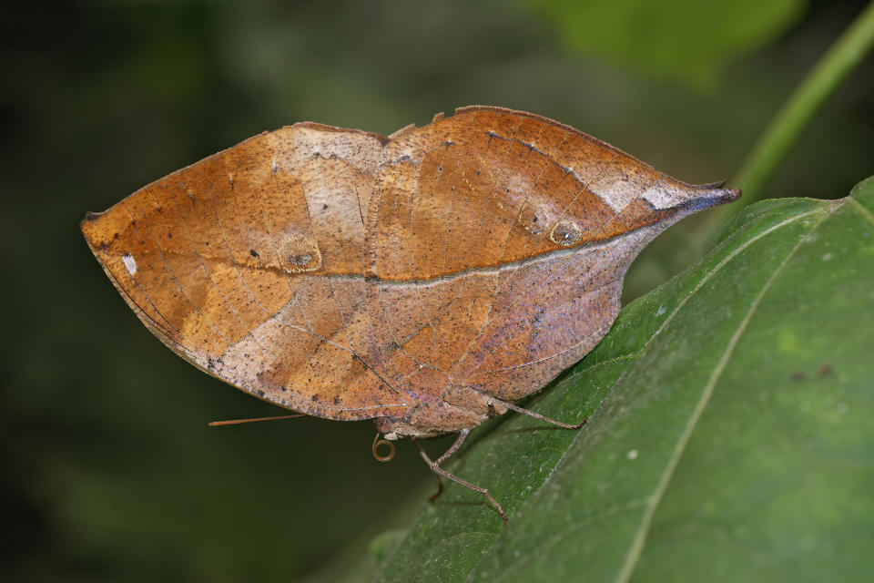 Mit geschlossenen Flügeln sind Indische Blattschmetterlinge kaum von vertrockneten Blättern zu unterscheiden