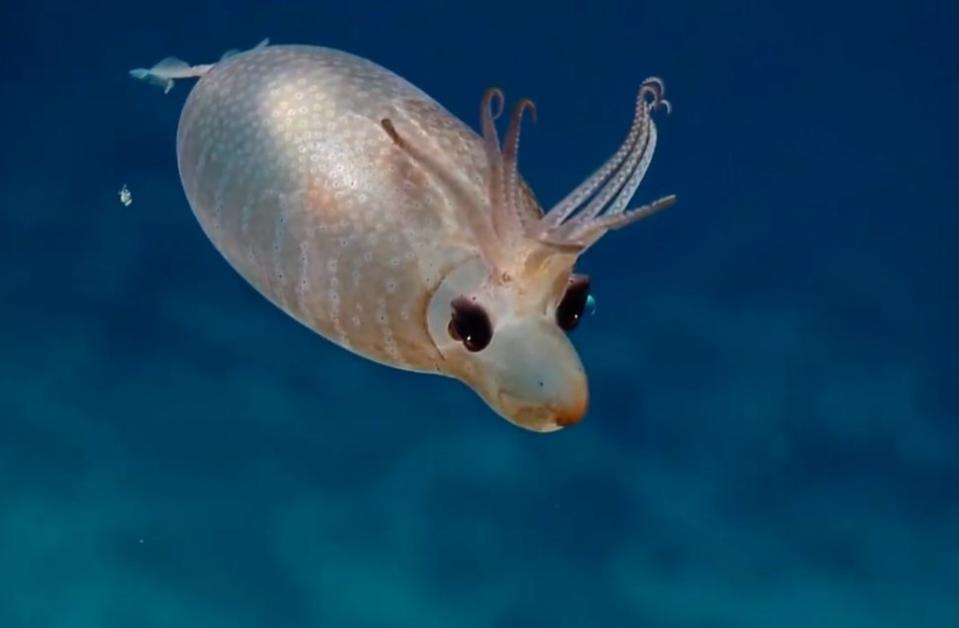 Piglet squid