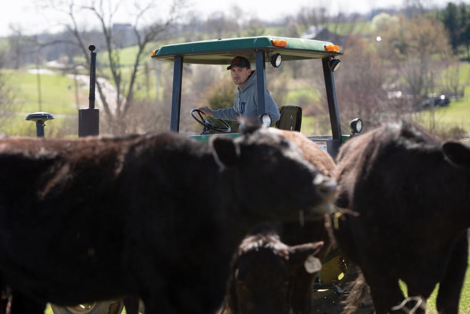 Joseph Fischer watches as his cows eat their hay on Sunday, March 17, 2024, in Henry County.