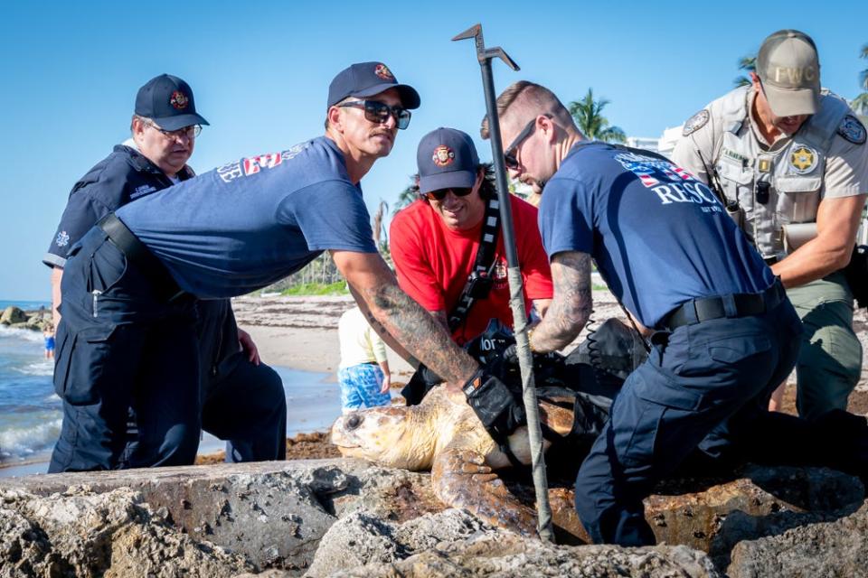 Palm Beach Fire Rescue and Florida Fish and Wildlife helped a loggerhead sea turtle that was wedged among the rocks June 10 at Midtown Beach.