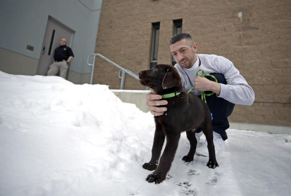 In this Jan. 8, 2019, photo, inmate Justin Martin takes a chocolate lab puppy outside at Merrimack County Jail in Boscawen, N.H. The New Hampshire jail is the first in the state to partner prisoners with the "Hero Pups" program to foster and train puppies with the goal of placing them with military veterans and first responders in need of support dogs. (AP Photo/Elise Amendola)