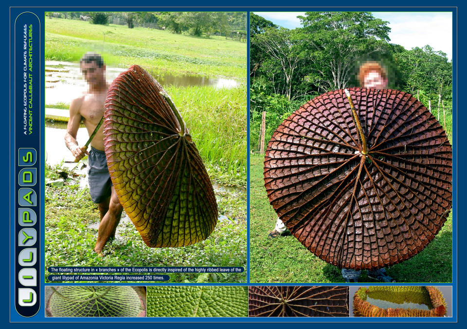 The floating structure in branches of the Ecopolis is directly inspired of the highly ribbed leave of the great lilypad of Amazonia Victoria Regia increased 250 times.