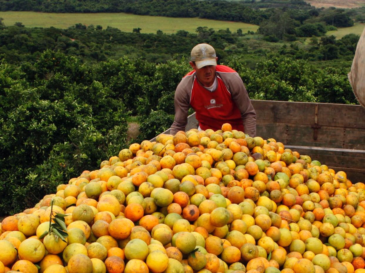 oranges