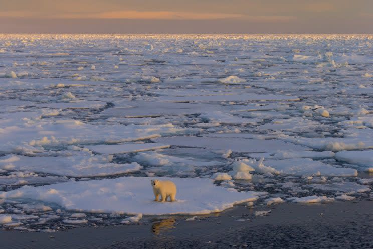 Polar bear walking on pack ice at sunset, Svalbard, Norway. (Photo: Arterra/UIG via Getty Images)