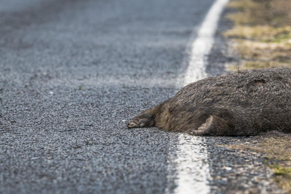 A dead wombat lies across the edge of the road after being struck by a car. Only its body can be seen.