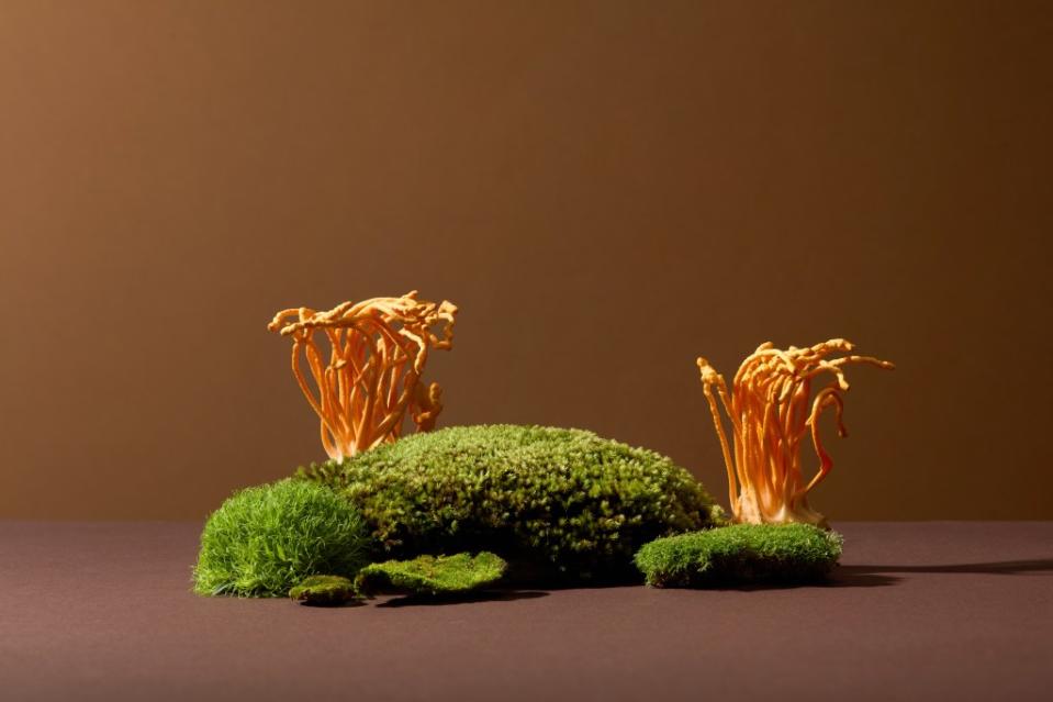 These Cordyceps and green moss look harmless, but they have the potential to infect hosts and alter their biology forever. Tuan Nguyen – stock.adobe.com