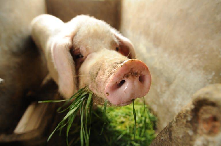 A healthy pig eats grass on a farm in Jiaxing in China's eastern Zhejiang province on March 14, 2013. The number of dead pigs found in a river running through China's commercial hub Shanghai had reached more than 13,000, the government and state media said Monday, as mystery deepened over the hogs' precise origin