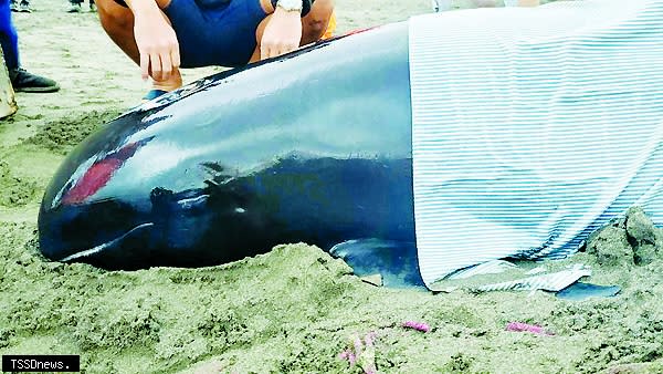 在新北市林口下福沙灘發現的瓜頭鯨，是今年第三起瓜頭鯨通報案例。（圖片來源：海保署）