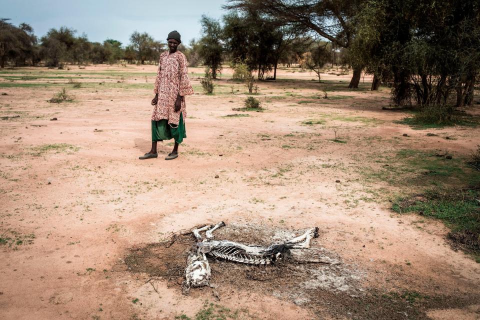 Photo of a shepherd holding the skeleton of a dead sheep.