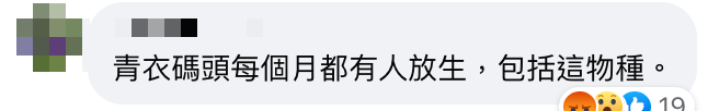 魚友釣到沙巴躉幼魚證自行繁殖被放生人士詛咒 放生行為終現禍害危害海洋生態？