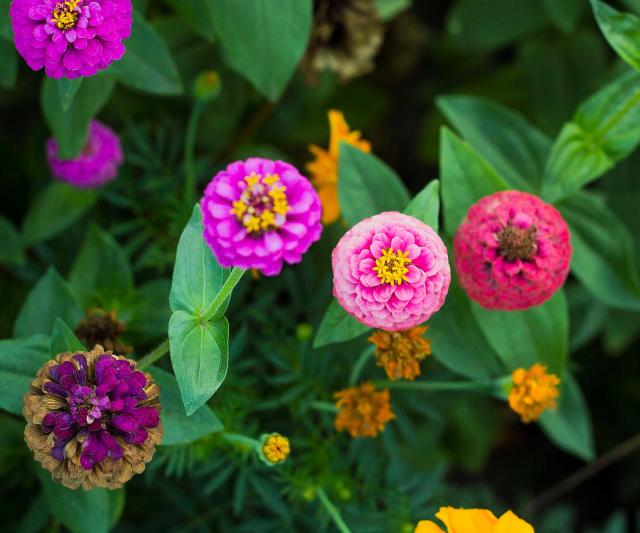 Kitchen Queers Cut Flower Container Garden Tutorial - Zinnia