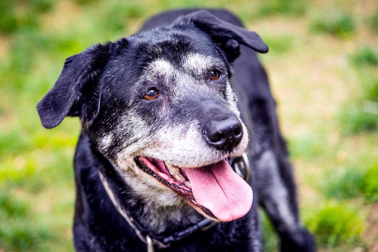 Senior dog outside portrait