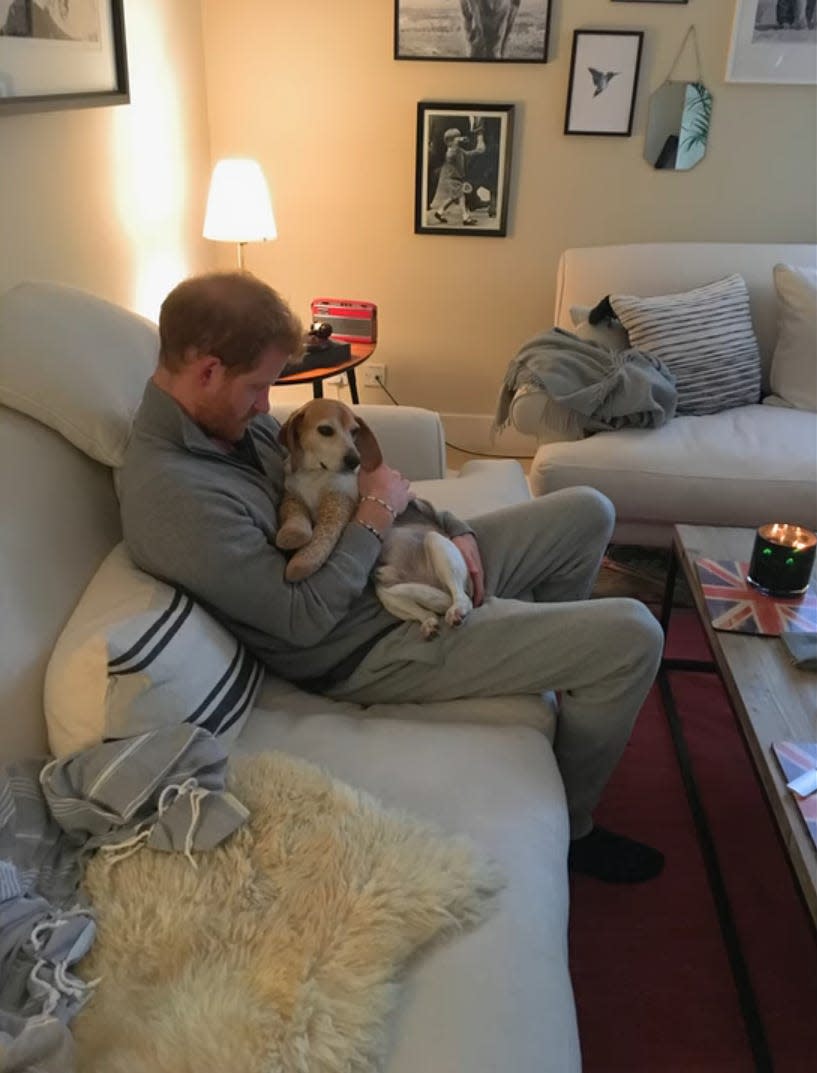 Prince Harry sits with one of their dogs at Nottingham Cottage