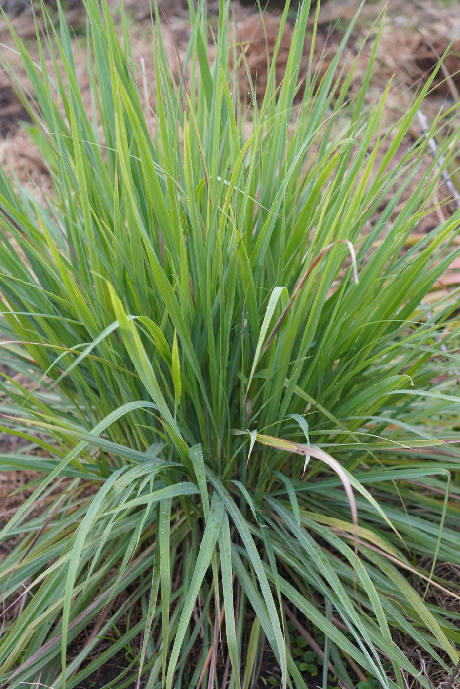 plants that repel bugs lemon grass