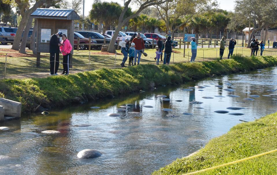 Onlookers gather in the cold weather of a January 2021 morning to watch the gathering of manatees suffering cold stress who seek the warm water of the DeSoto Parkway canal in Satellite Beach. Seagrass has depleted so much in the Indian River Lagoon that this past winter Florida wildlife biologists had to hand feed manatees lettuce from the Florida Power & Light Co. Power plant.