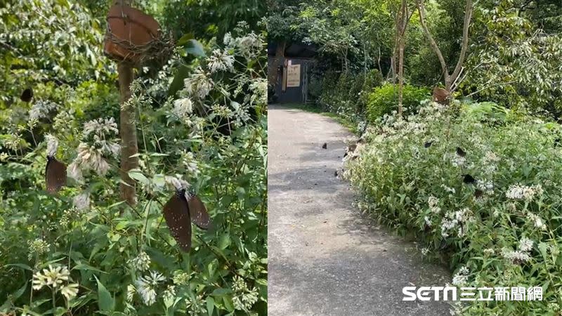 最近有大量的紫斑蝶在園區翩翩飛舞。（圖／郭叔叔獼猴生態區授權提供）