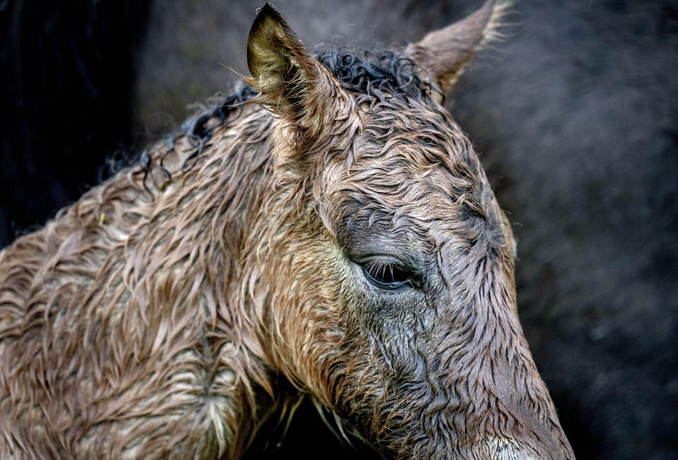 A newborn Icelandic foal is drenched from rain at a stud farm in Wehrheim, Germany, May 3, 2024. (AP Photo/Michael Probst, File)