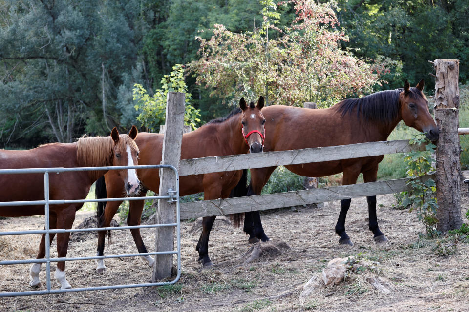 Horses stand in an enclosure at the location of a meeting between local authorities, elected officials and horse breeders whose animals have been victims of mutilation attacks in Plailly, northern France, Monday, Sept. 7, 2020. Police are stymied by the macabre attacks that include slashings and worse. Most often, an ear — usually the right one — has been cut off, recalling the matador's trophy in a bullring. Up to 30 attacks have been reported in France, from the mountainous Jura region in the east to the Atlantic coast, many this summer. (Photo by Thomas Samson, Pool via AP)